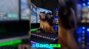 КОТИКИ ИИ #видео #топ #рейтинг #рутуб #абаюдна #ии #прикол