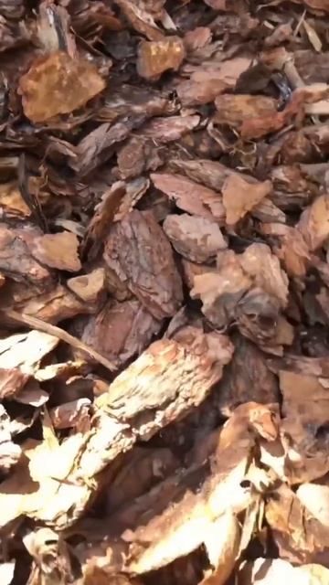 Сравнение коры сосны и лиственницы (3-6 и 6-10 см) Баркинвуд Мульча смотреть онлайн