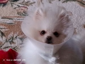 показываю свои игрушки