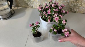 Решила размножить Портулакарию 🌺😊🤣