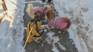 Собачья дружба и размышление об Ириночке С.