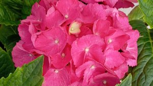 19.02.26г. Выращиваем гортензии в Средней полосе России.