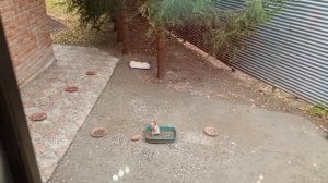 про белок и бельчат