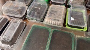 Посев семян Табака-2е сутки