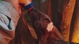 Новая кормушка для поросят,что ни день,так новая коза,роды козы, внимание! +18, не для слабонервных.