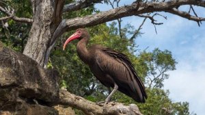 День орнитолога. Такое утро