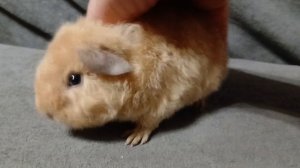 Американский тедди кремовый, питомник ZLATO VLASKA