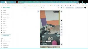 Котята питомника кошек  ЭЛЕГАНТ БИСТ