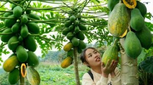 Сбор папайй в саду для продажи на местном рынке. жизнь Дуонг.