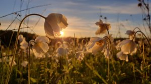 СБЕЖАЛИ ОТ ДОЖДЯ ЗА ЦВЕТАМИ ! КРАСОТА ДИКОЙ ПРИРОДЫ !