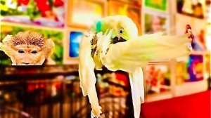 Попугай Кира никогда не вела себя так, она просто ПАДАЛА мне на руки и ПРОСИЛА ПОМОЩИ!