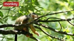 U4.7 Animal habitats SM Starter 2ed