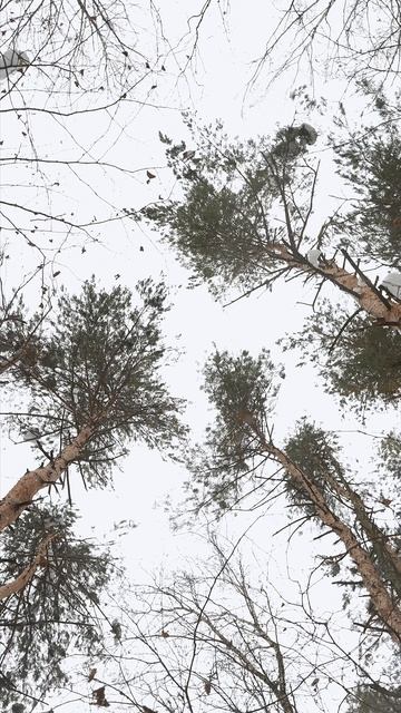 Представьте утро, когда за окном — не шум дорог, а шелест листвы