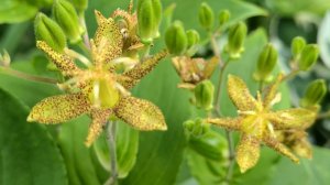 Этих цветов точно не будет у соседей! Редкий неприхотливый многолетник с экзотическим цветением