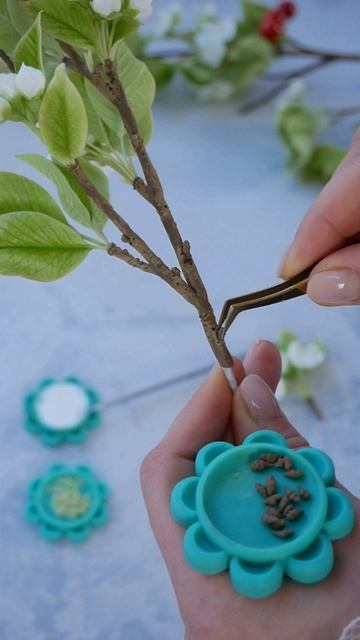 Кора черешни