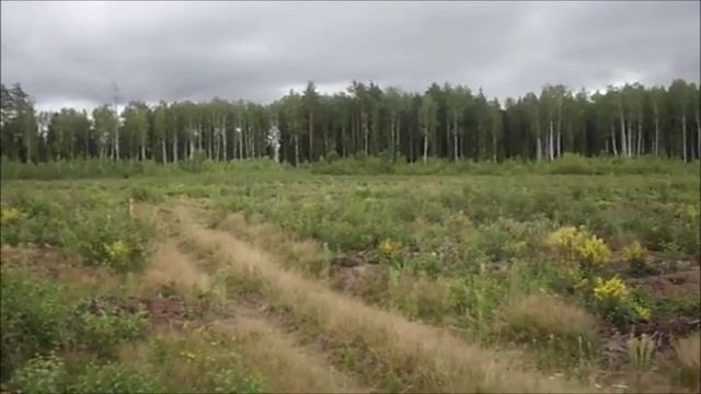 Исчезающие леса смотреть онлайн