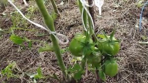 Томаты для открытого грунта.  Какие сорта оказались более устойчивы к похолоданиям.  г. Киров