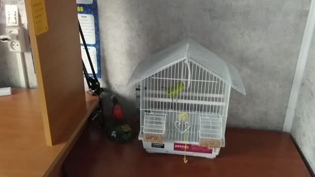 Кеша утром проснулся без настроения