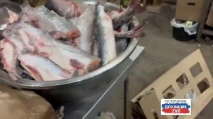 Благодарим Олега из Протвино и всех причастных за горбушу, Света доставила во второй ресторанчик 🫡