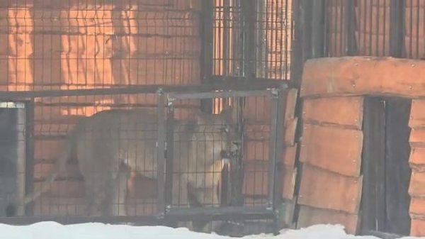 180926г Снова Свидание ШЕРхана и КИАРЫ [get.gt]