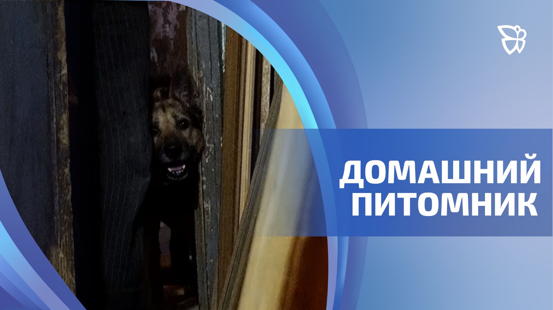 Двадцать домашних животных содержать в квартире разрешил тагильчанину суд смотреть онлайн