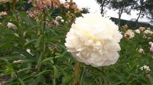 Сборное видео  пионов Отечественной селекции  №1