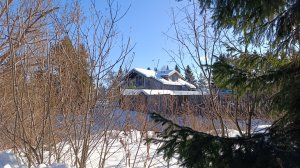 Февраль. Снег. Деревья