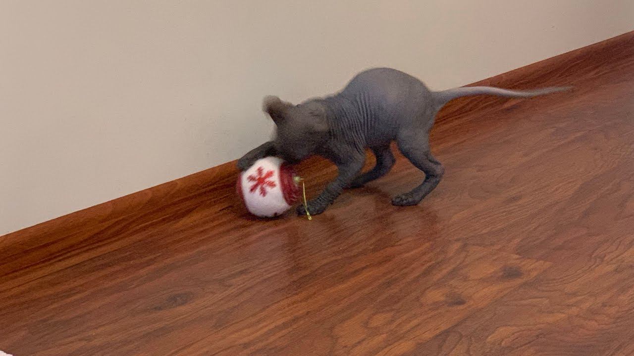 Вскрываем Lol Surprise с котёнком