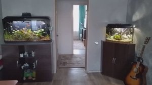 Мои аквариумы 19.02.2026г.