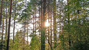 РОДНАЯ ВЯТСКАЯ ЗЕМЛЯ