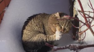 ДНЕВНИК лесного кота Барсика: 18-02-2026, часть 2