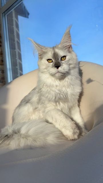 Jali Mos Lakshestar котенок мейн кун 6 месяцев.