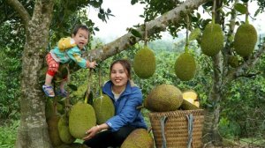 Собираю урожай джекфрута для продажи на рынке. Готовим питательную кашу для своего малыша.