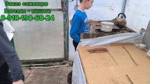 Укоренение вегетирующих саженцев. Сезон 2026!