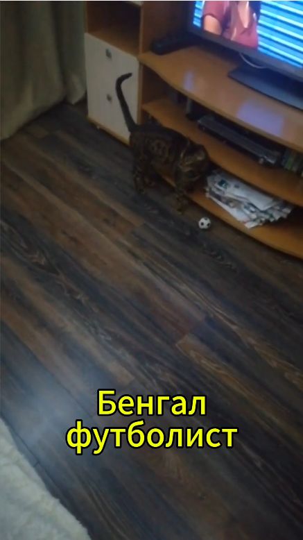 Бенгал - футболист))