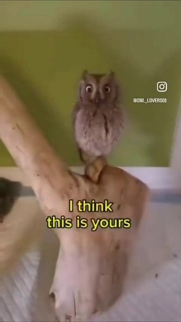 Вождь смотреть онлайн