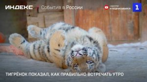 Тигрёнок показал, как правильно встречать утро