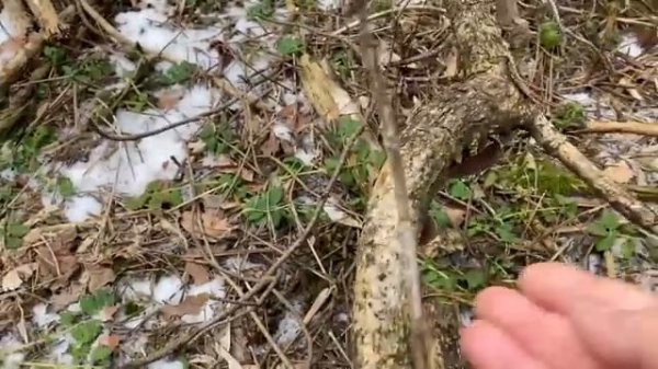 Журавлёв life.Всё идёт по плану.В гостях у Айка.Гриб муэр аурикулярия!Вот сколько мы нашли заполчаса