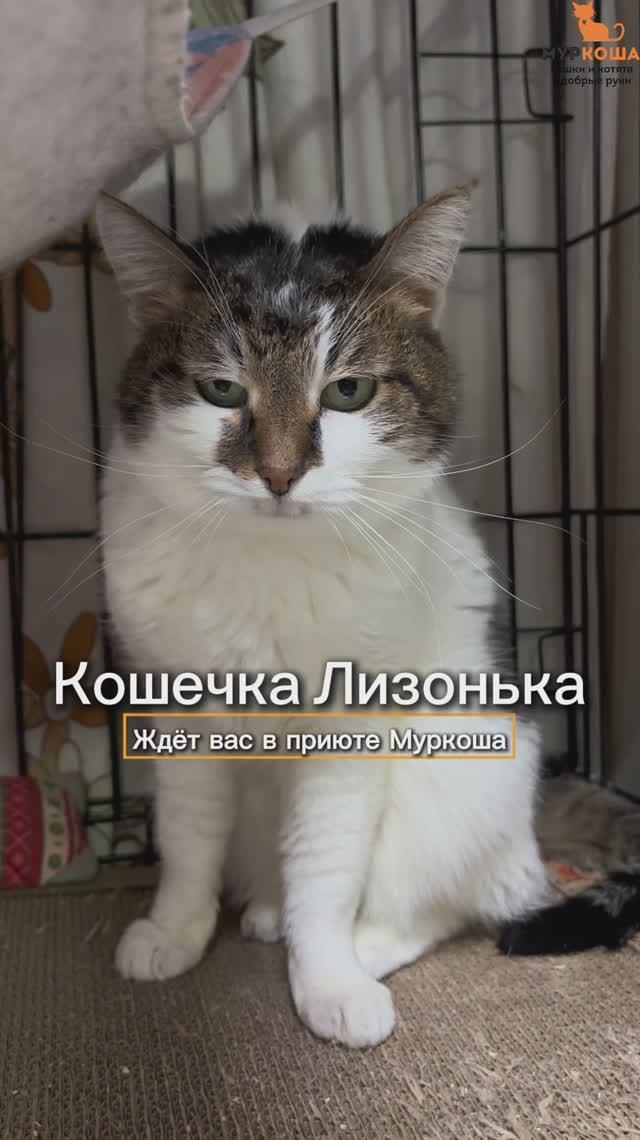 Лизонька ждёт вас в приюте #Муркоша