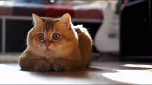 Кошка это мой проводник . (стих в прозе)