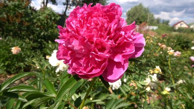 пион  «РУДОЛЬФ НУРИЕВ - Миронова, Тухватуллина, Реут,2008,»