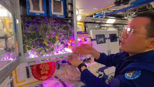 🛰🍅Китайские космонавты собрали на орбите урожай помидоров смотреть онлайн
