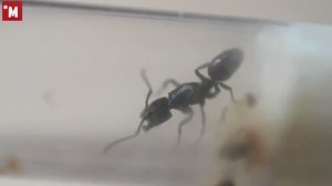 Муравьи Odontoponera transversa.Что случилось за 3 месяца содержания