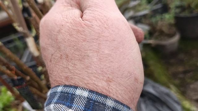 работы после зимней прививки растений. 2 часть смотреть онлайн