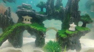 трофеус звёздчатый