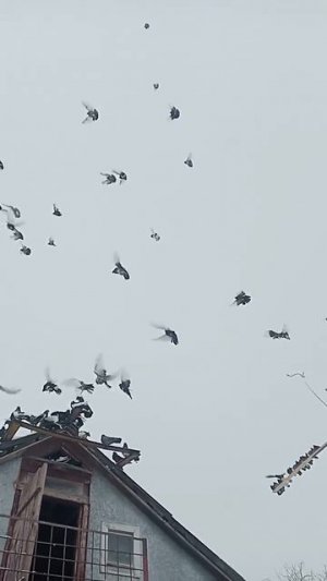 отрыв небольшой 19.02