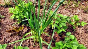 Весенние грядки