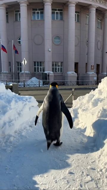 Пингвин в КНИТУ смотреть онлайн