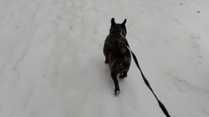 И снова, ЗДРАВСТВУЙТЕ | СНЕГ опять БУШУЕТ