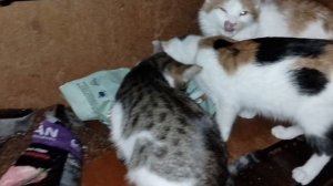 ВСЁ О НЁМ И О НЁМ.СПРАВИМСЯ или НЕ СПРАВИМСЯ🤔ПОКАЖЕТ ВРЕМЯ.ЕГОРКА.